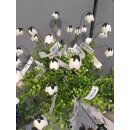 Mini Blütenstick Glockenblume weiß