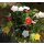 dekorative fröhlich bunte Mini-Blütenpicks Mini Blumen-Stecker kleiner Blütenkelch in 6 Farben sortiert